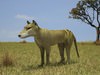 Thylacine (Thylacinus cynocephalus) 3D Model
