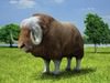 Muskox (Ovibos Moschatus)