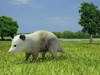 Opossum (Didelphidae) 3D Model