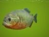 Red-Bellied Piranha (Pygocentrus Nattereri)