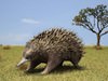 Echidna (Tachyglossidae)