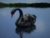 Black Swan (Cygnus Atratus)