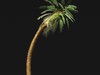 Palm 03 3D Model
