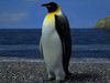 Emperor Penguin (Aptenodytes Forsteri)