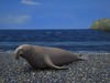 Northern Elephant Seal (Mirounga Angustirostris)