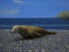 Crabeater Seal (Lobodon Carcinophagus)