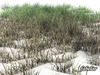 Grass 04