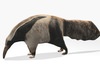 Anteater 3D Model