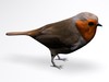 European Robin 3D Model