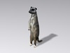 Meerkat 3D Model
