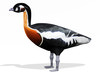 Red breasted goose