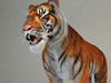 Tiger 3D Model