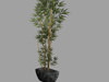 Bamboo Plant in Pot Low Poly