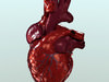 Human Heart 3D Model