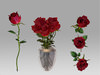 Red Rose