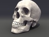 Human Skull High Detail