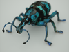 Eupholus Quinitaenia Beetle
