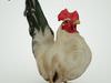  Rooster