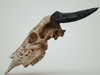 Dragon decorated Skull