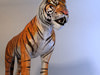 Tiger 3D Model