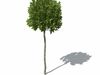 Hornbeam Tree Landscaping Collection