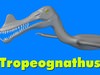 Tropeognathus