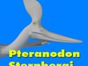 Pteranodon Sternbergi D... 3D Model