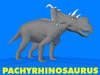 Pachyrhinosaurus Dinosaur