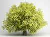 CGAxis Honey Locust 07