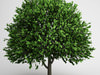CGAxis American Elm 17