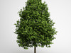 CGAxis Green American Sweetgum 09