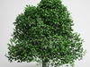 CGAxis Hornbeam 04