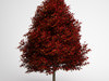 CGAxis Red American Sweetgum 10