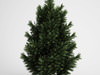 CGAxis European Black Pine 23