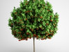 CGAxis European Rowan 15