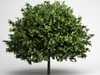 CGAxis Small-Leaved Lime 16