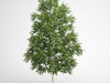 CGAxis European White Birch 18