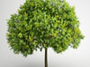 CGAxis Goldenrain Tree 08