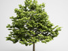 CGAxis Field Maple 01