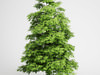 CGAxis Tree of Heaven 02
