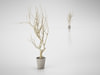 Small decorative tree