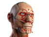 3D printable Skull with main face muscles