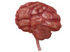 Brain