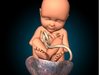 Fetus 3D Model