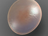 Globule cell