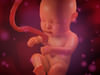 Human fetus 3D Model