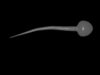 Sperm Cells