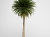 CGAxis Canary Island Date Palm 11