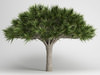 CGAxis Canary Islands Dragon Tree 13