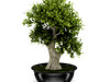Bonsai Tree 3D Model